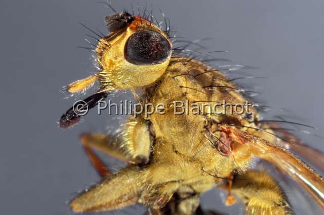 scatophaga stercoraria.JPG - Scatophaga stercoraria (Portrait)Mouche à merde (femelle)Diptera, ScatophagidaeFrance